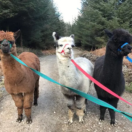 ベッド・アンド・ブレックファスト ウォーカー グランド マナー 5*