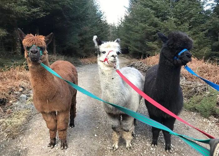 Bed & Breakfast Walker Ground Manor 5*